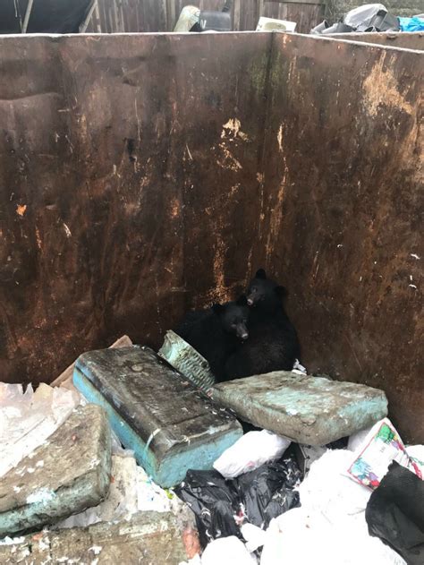 Bear cub rescued from dumpster in Douglas County
